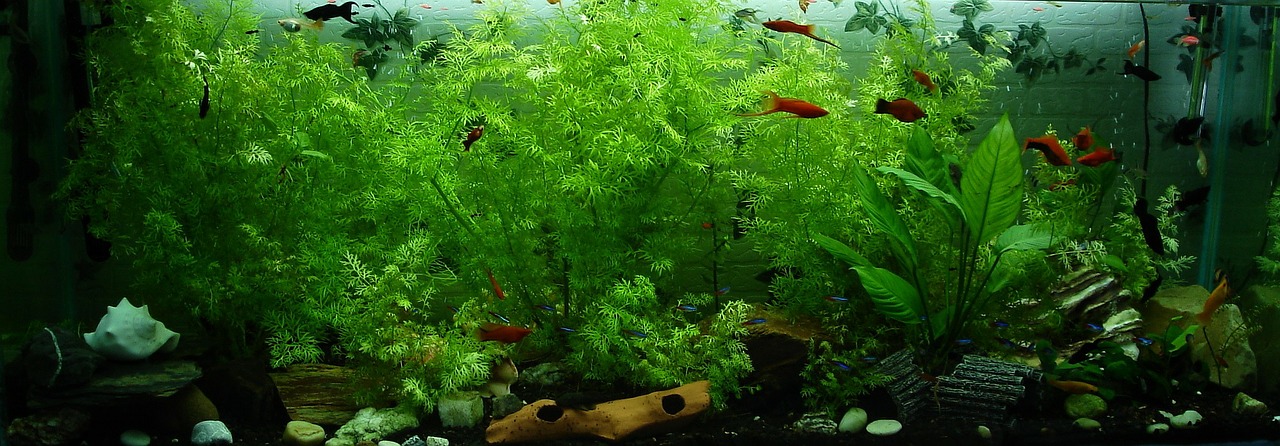 Benefits of Keeping an Aquarium